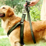 Chaîne De Corde De Sécurité De Chien – Image 3
