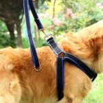 Chaîne De Corde De Sécurité De Chien – Image 2