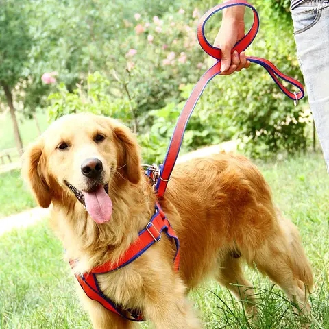 Chaîne De Corde De Sécurité De Chien