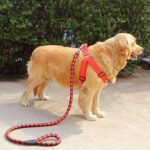 Laisse Chien De Traction