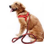 Laisse Chien De Traction – Image 2