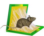 Piège à Colle Pour Souris